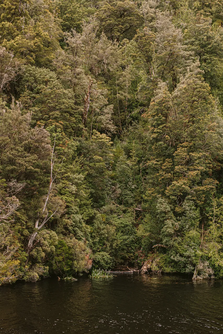 Rainforest on the Gordon River