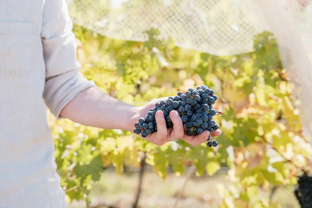 Pinot Noir Grapes at Evenfall Winery