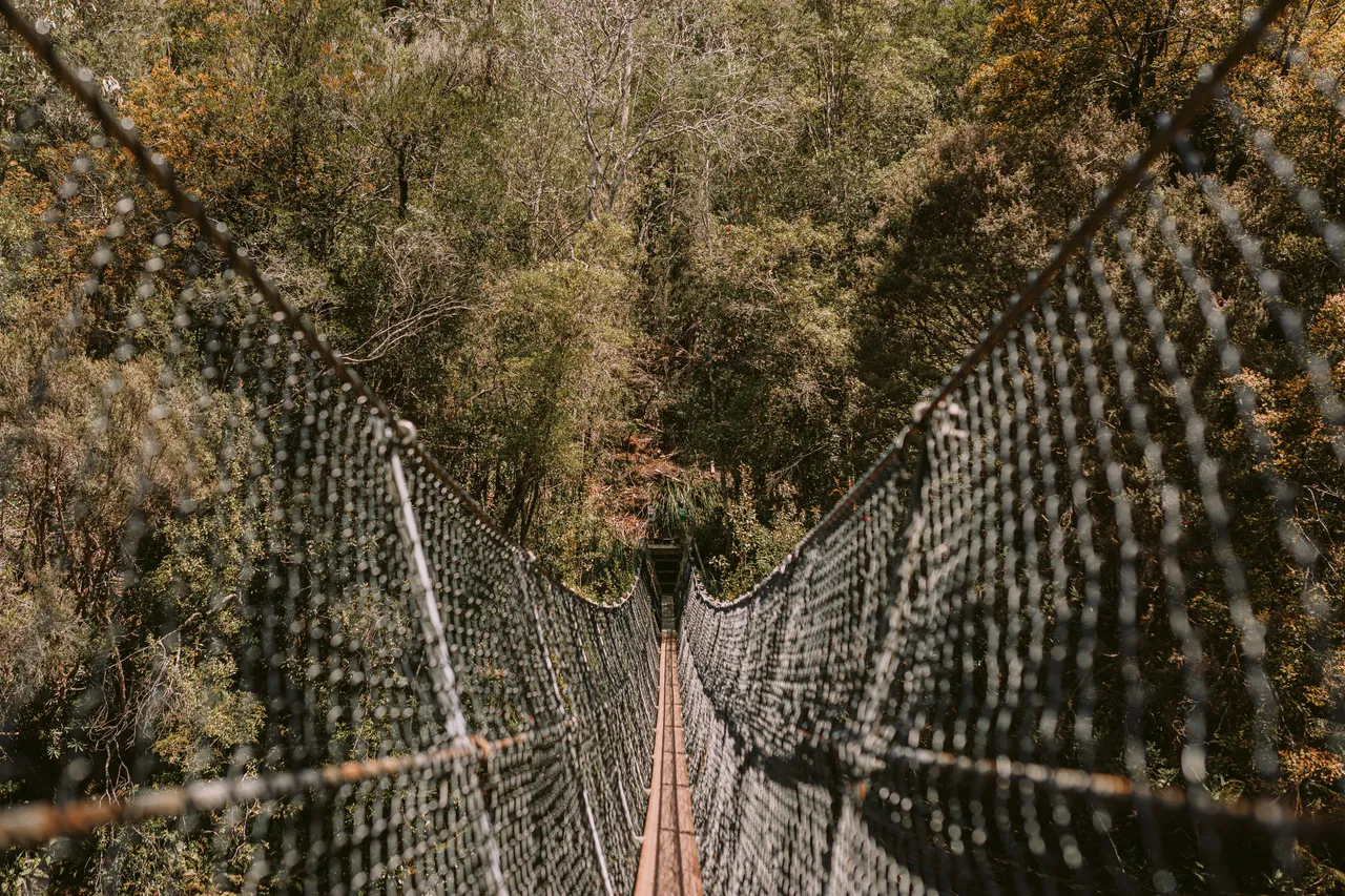Frenchmans Cap Suspension Bridge