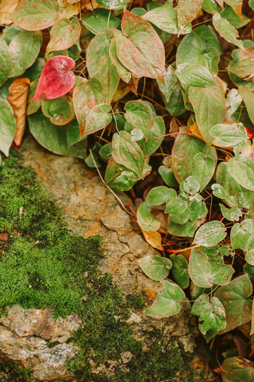Foliage at the Royal Tasmanian Botanical Gardens