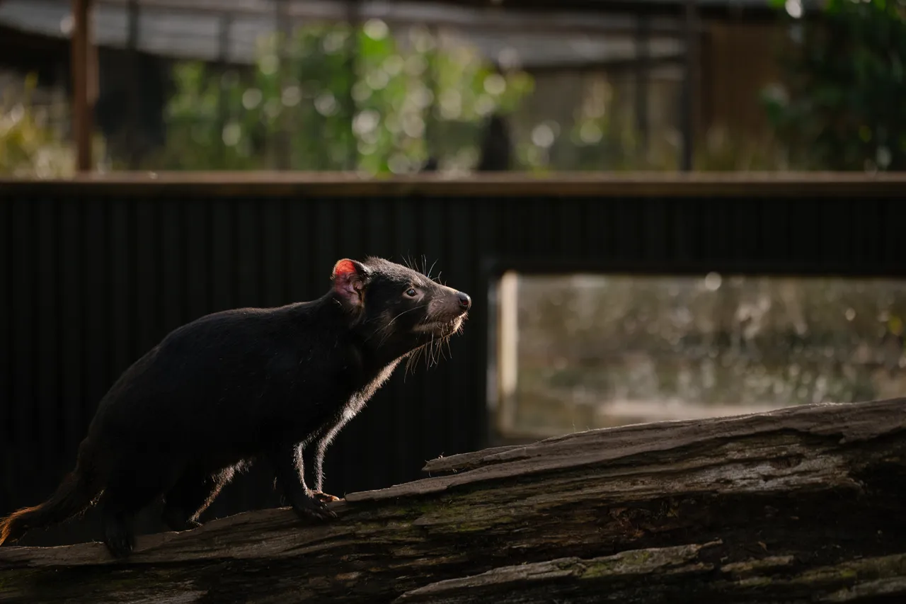 Tasmanian Devil