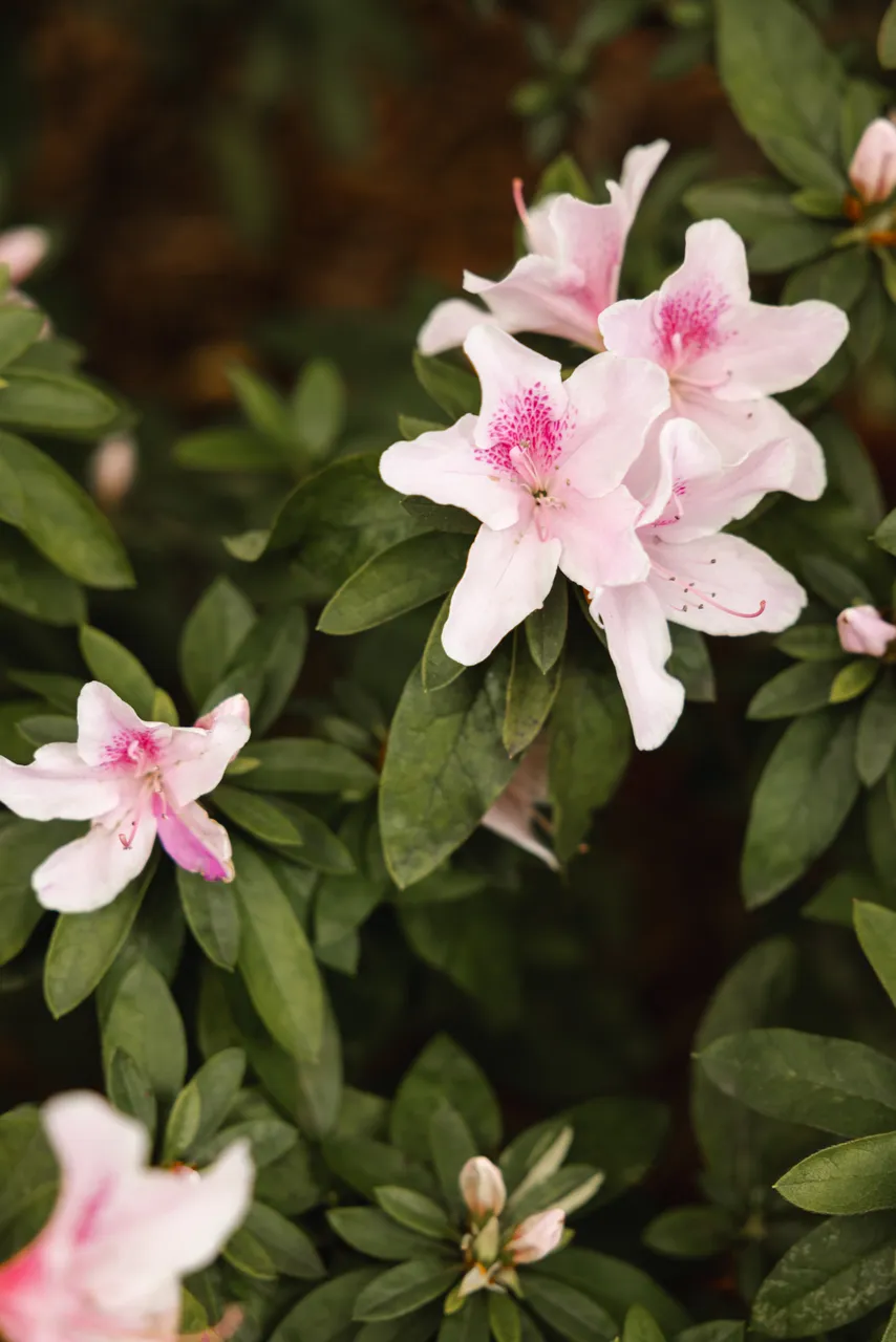 Pink Flowers in Spring