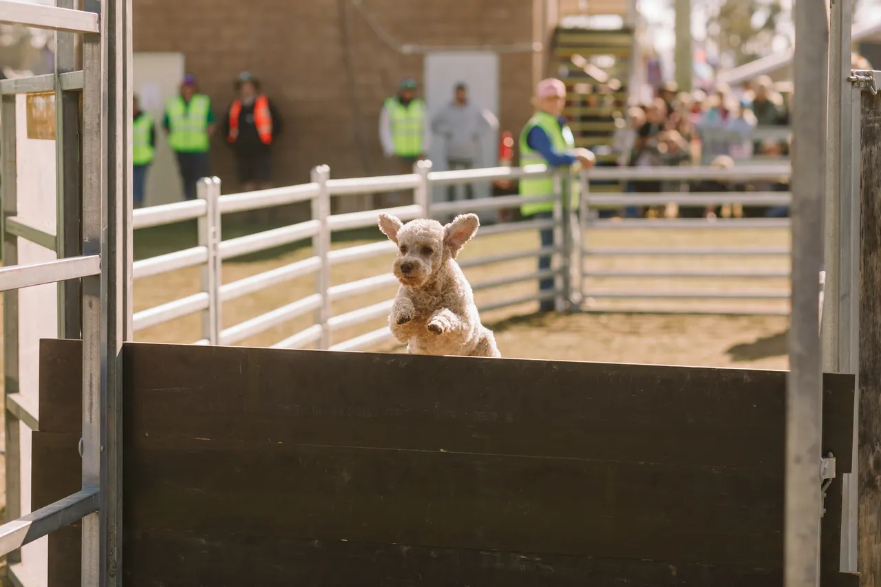 Dog at Agfest