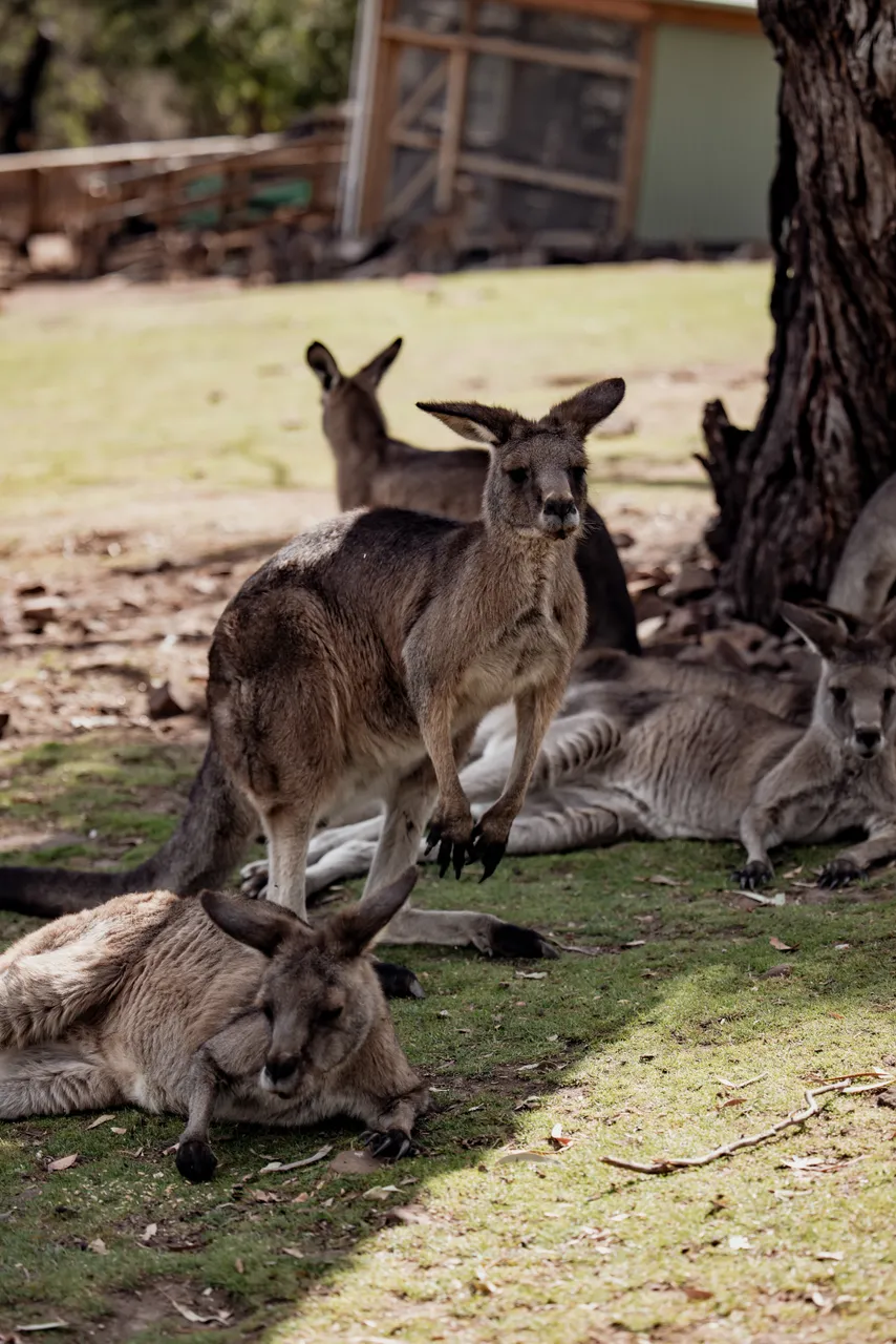 Kangaroos at Bonorong Wildlife Sanctuary