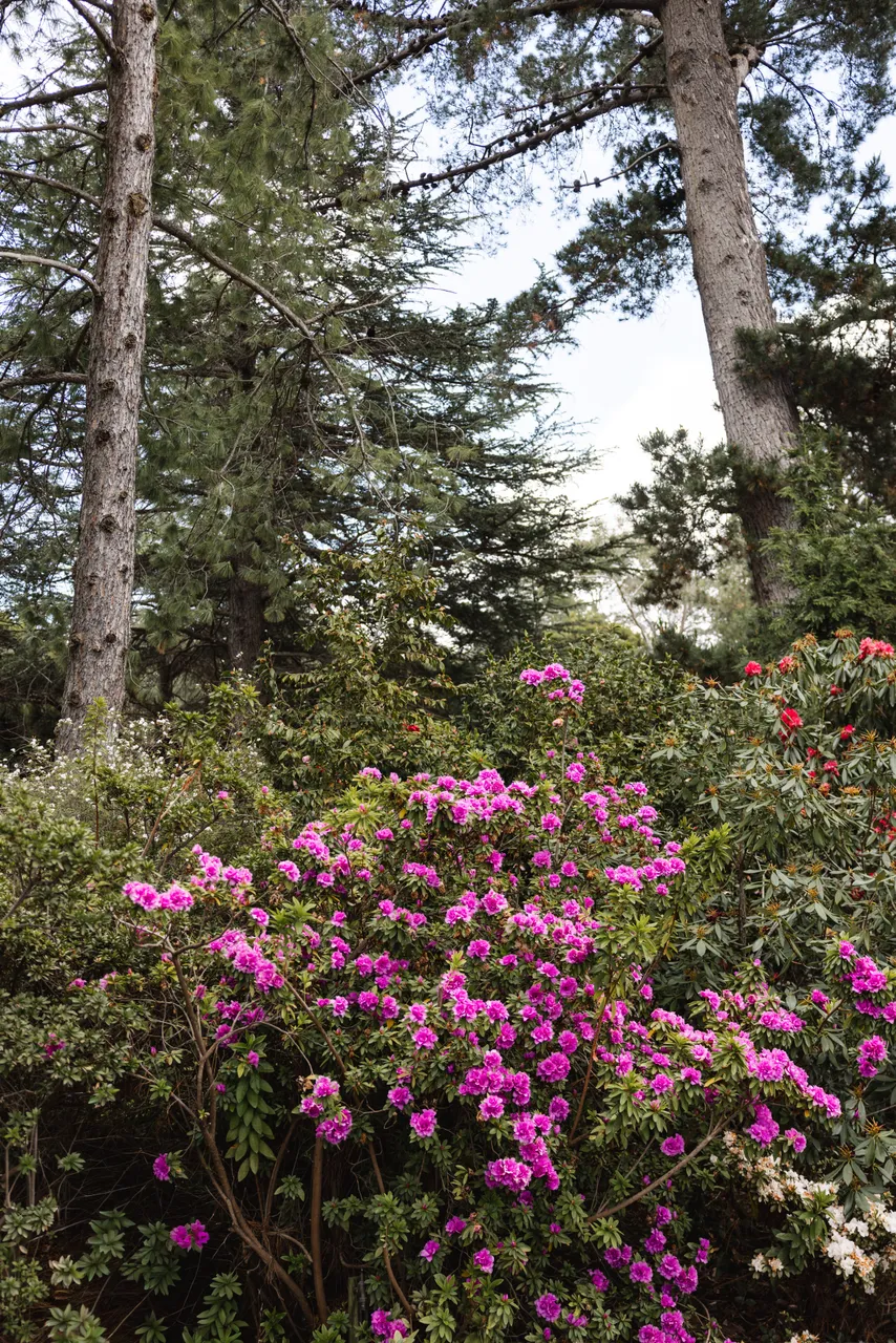 Pink Flowers in Spring