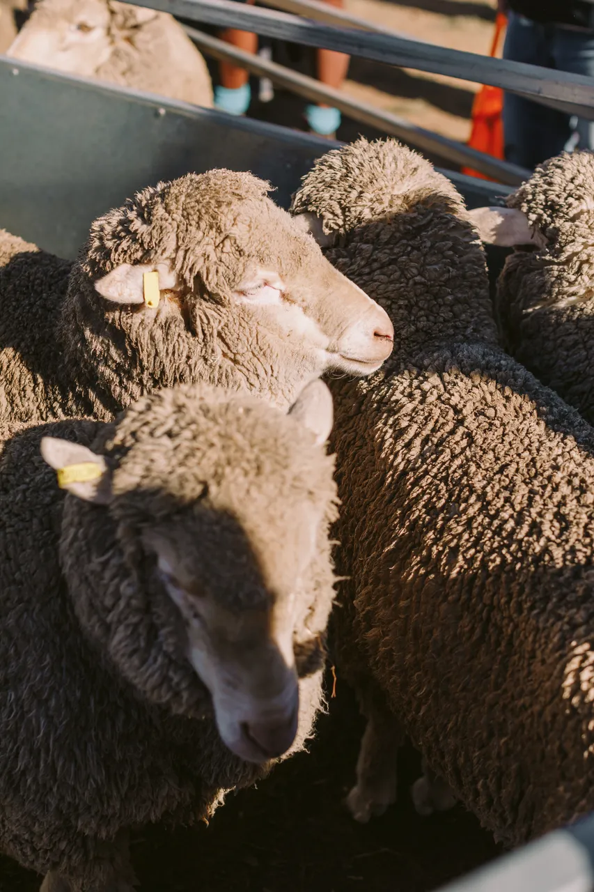 Sheep at Agfest