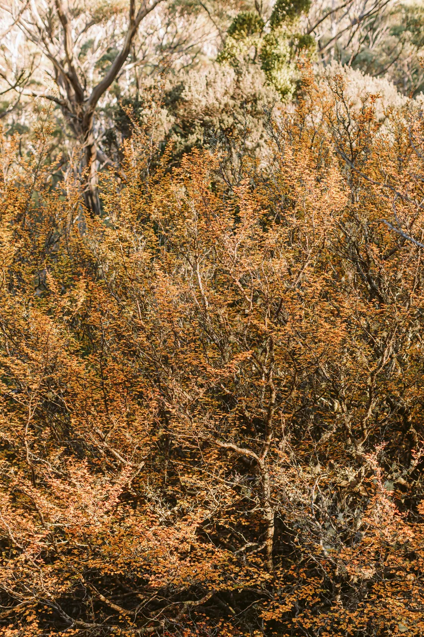 Fagus at Mt Field National Park