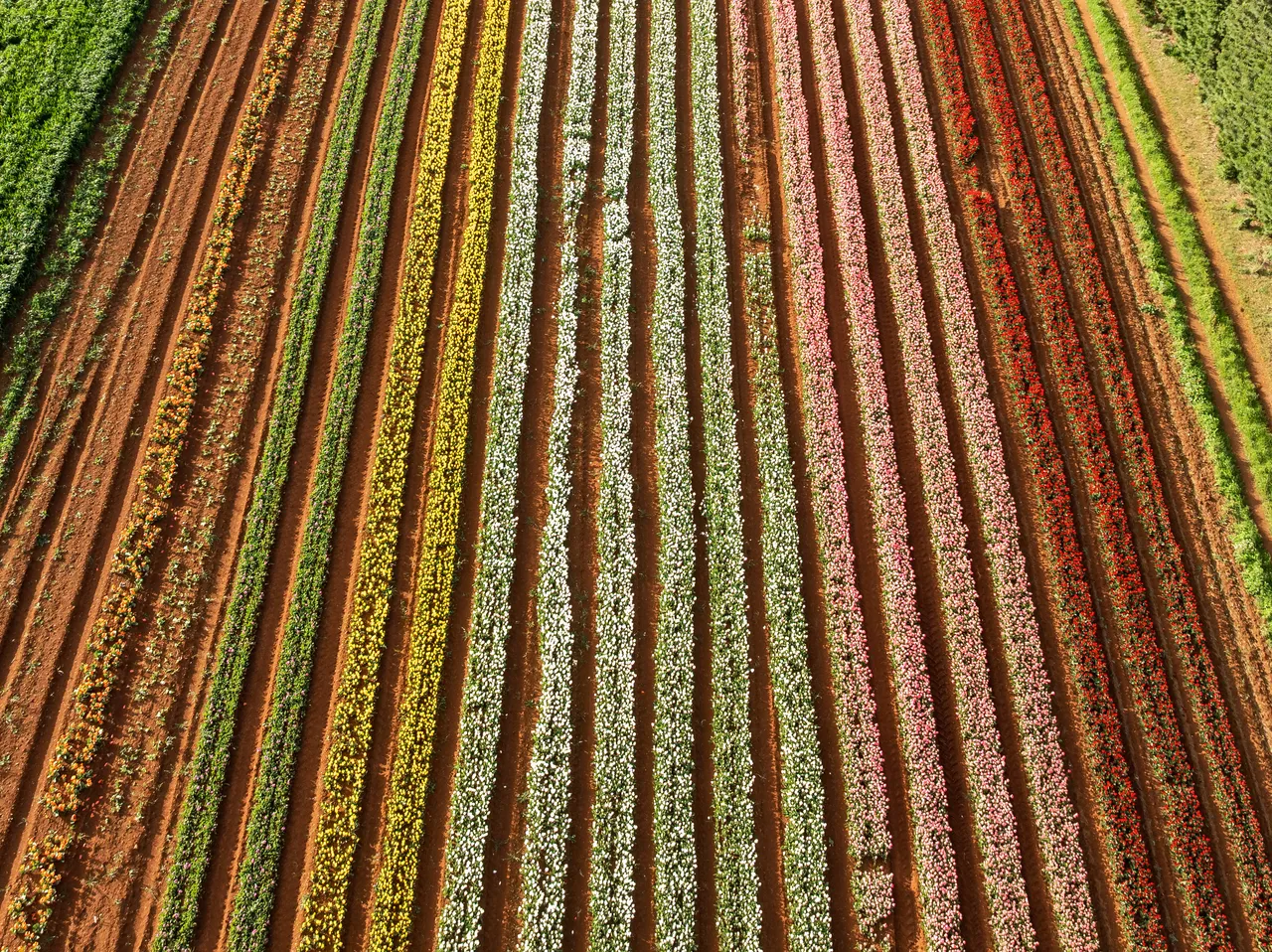 Table Cape Tulip Farm