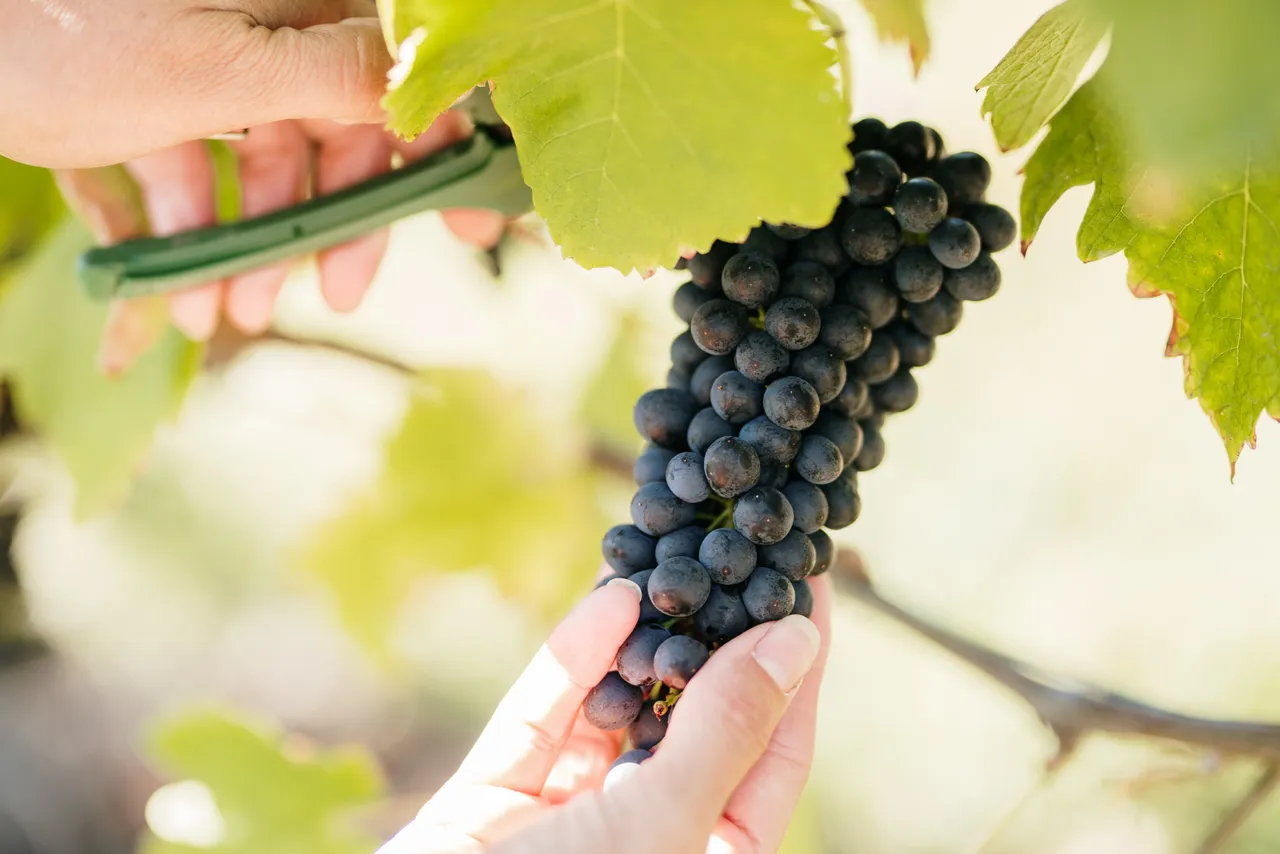 Harvesting Grapes at Utzinger Wines