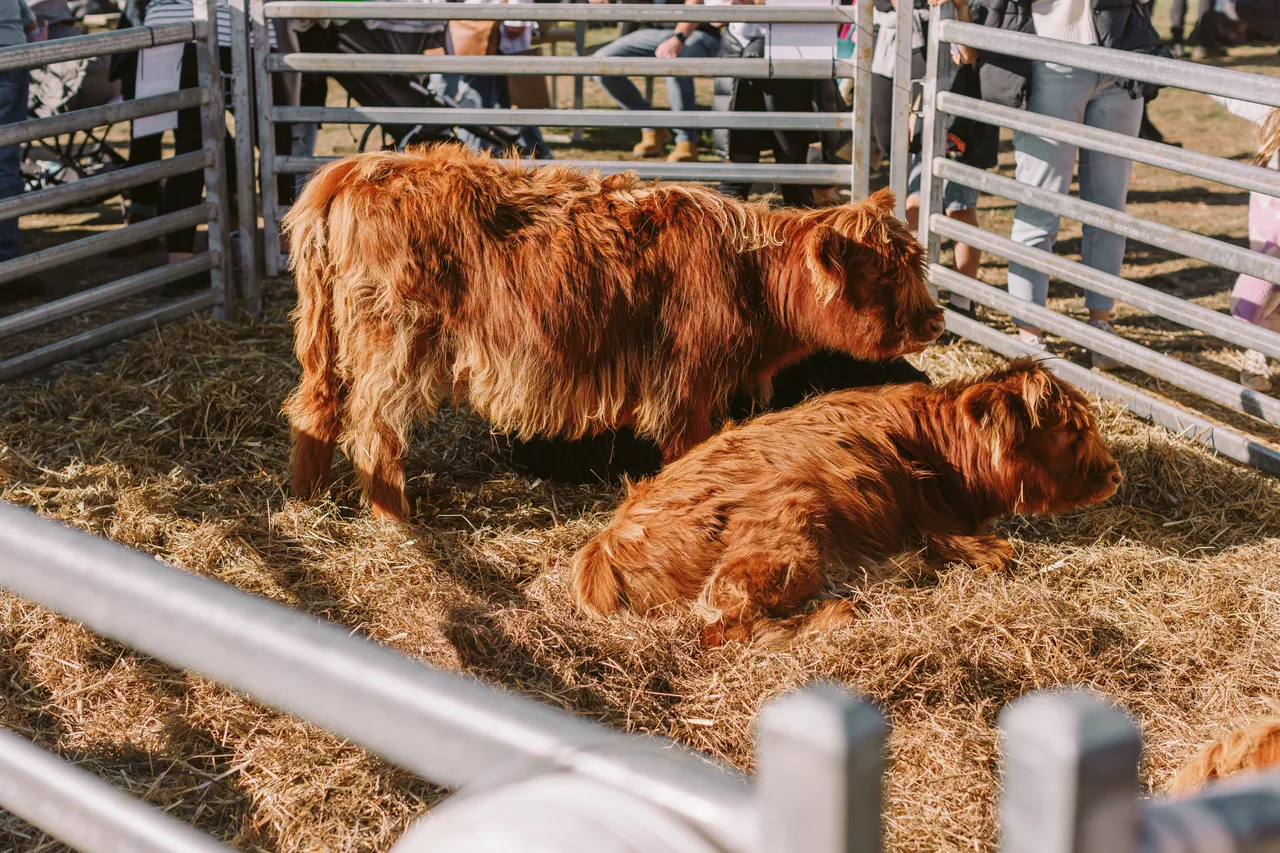 Highland Cows at Agfest