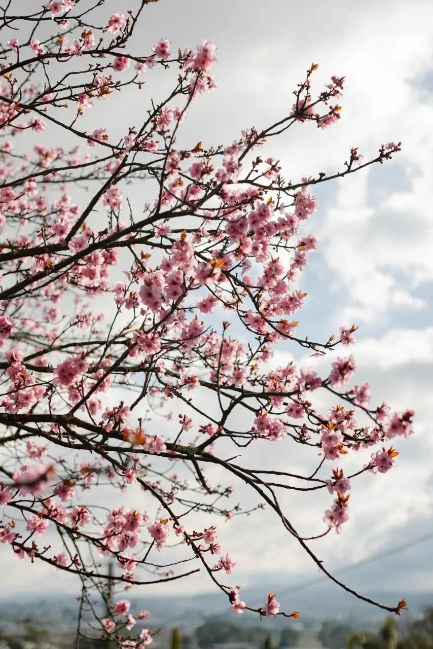 Pink Blossoms in Spring