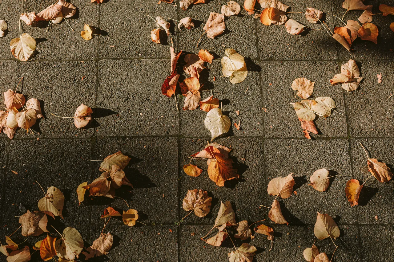 Fallen Leaves on Footpath