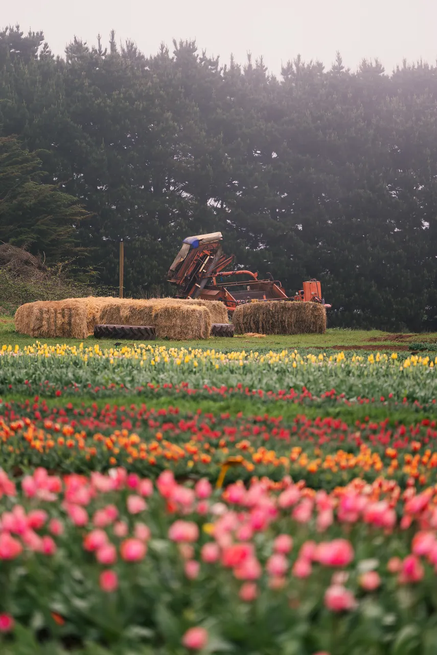 Farming Equipment in Tulip Field