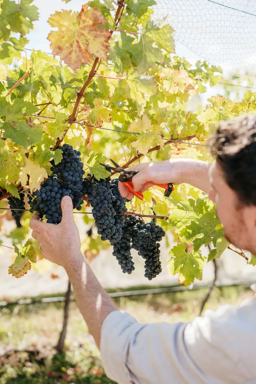 Pinot Noir Grapes at Evenfall Winery
