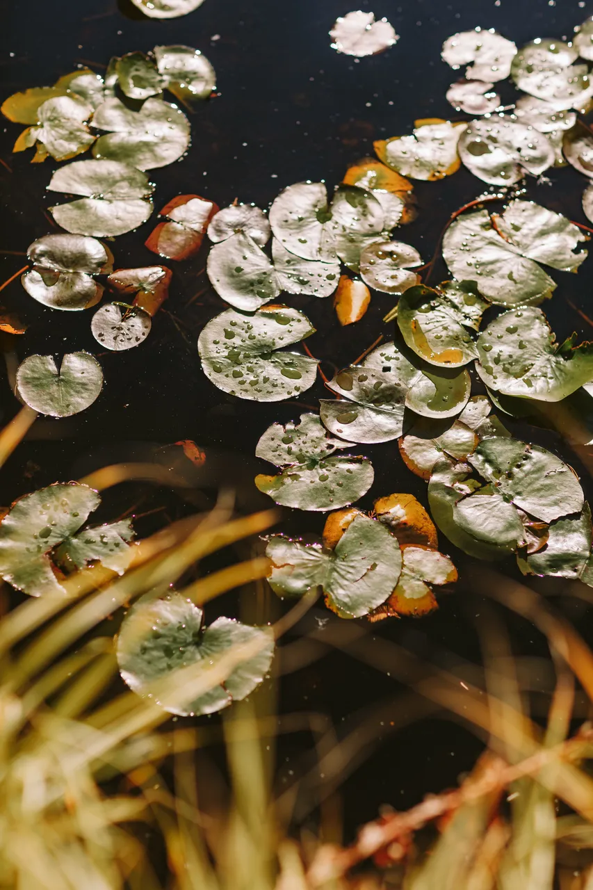 Pond at the Royal Tasmanian Botanical Gardens