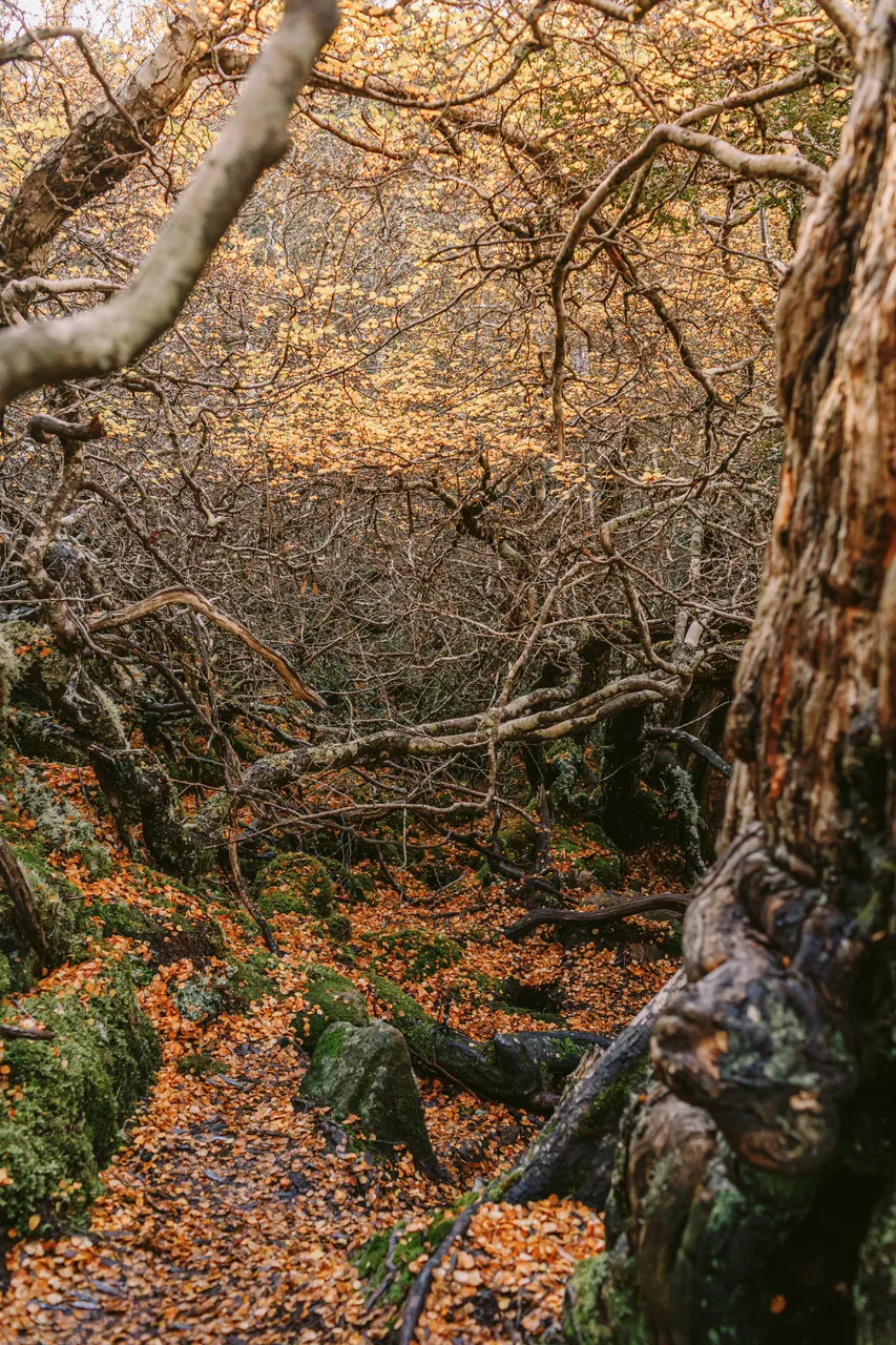 Fagus at Mt Field National Park