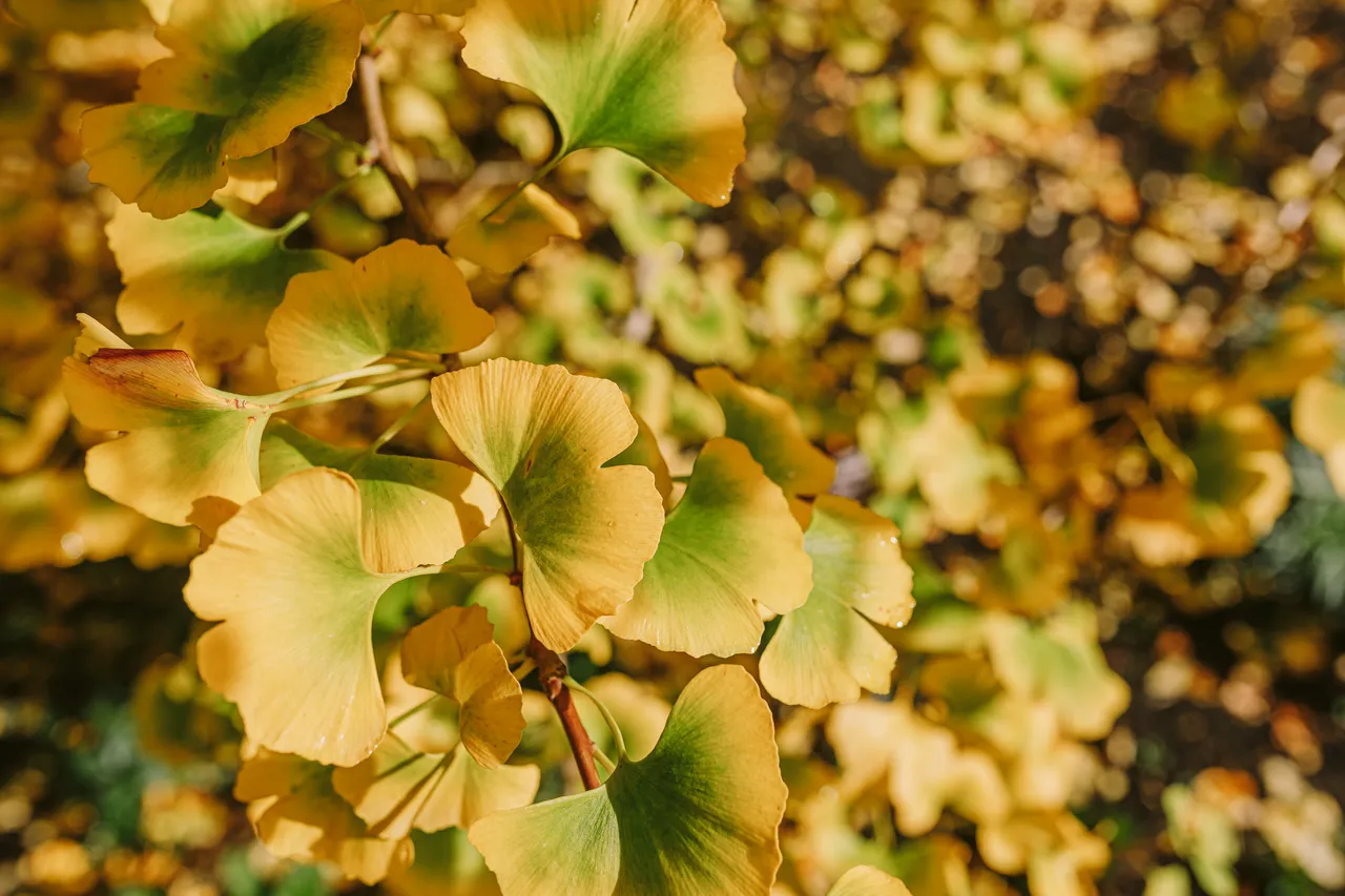 Leaves at the Royal Tasmanian Botanical Gardens