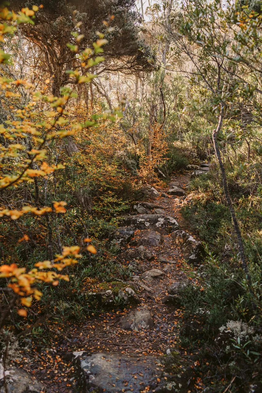 Walking Track with Fagus