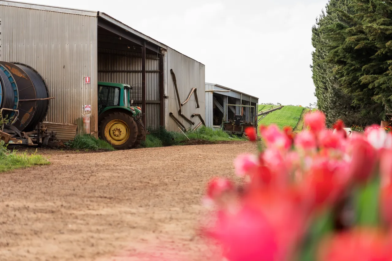 Table Cape Tulip Farm Shed