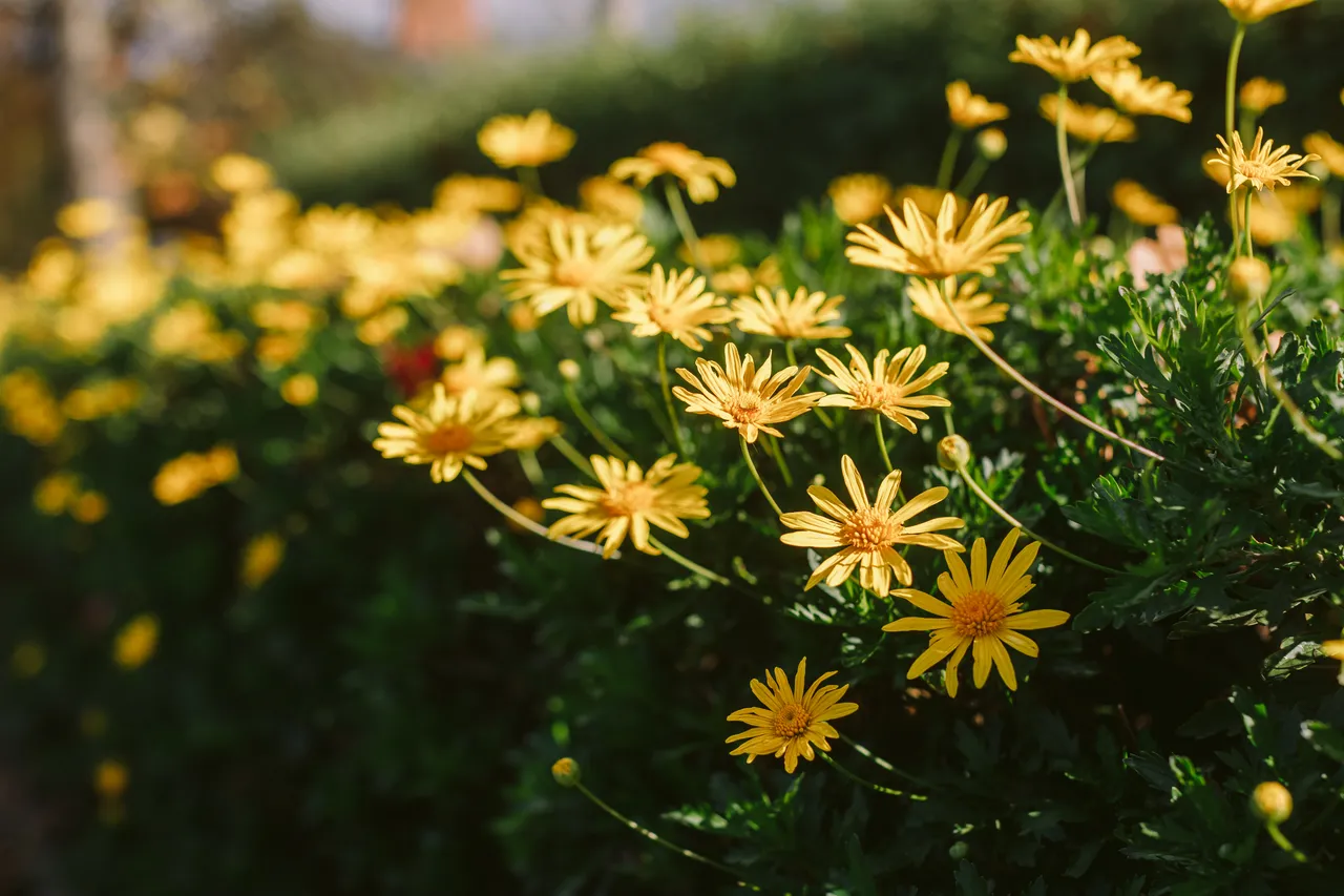 Yellow Daisies