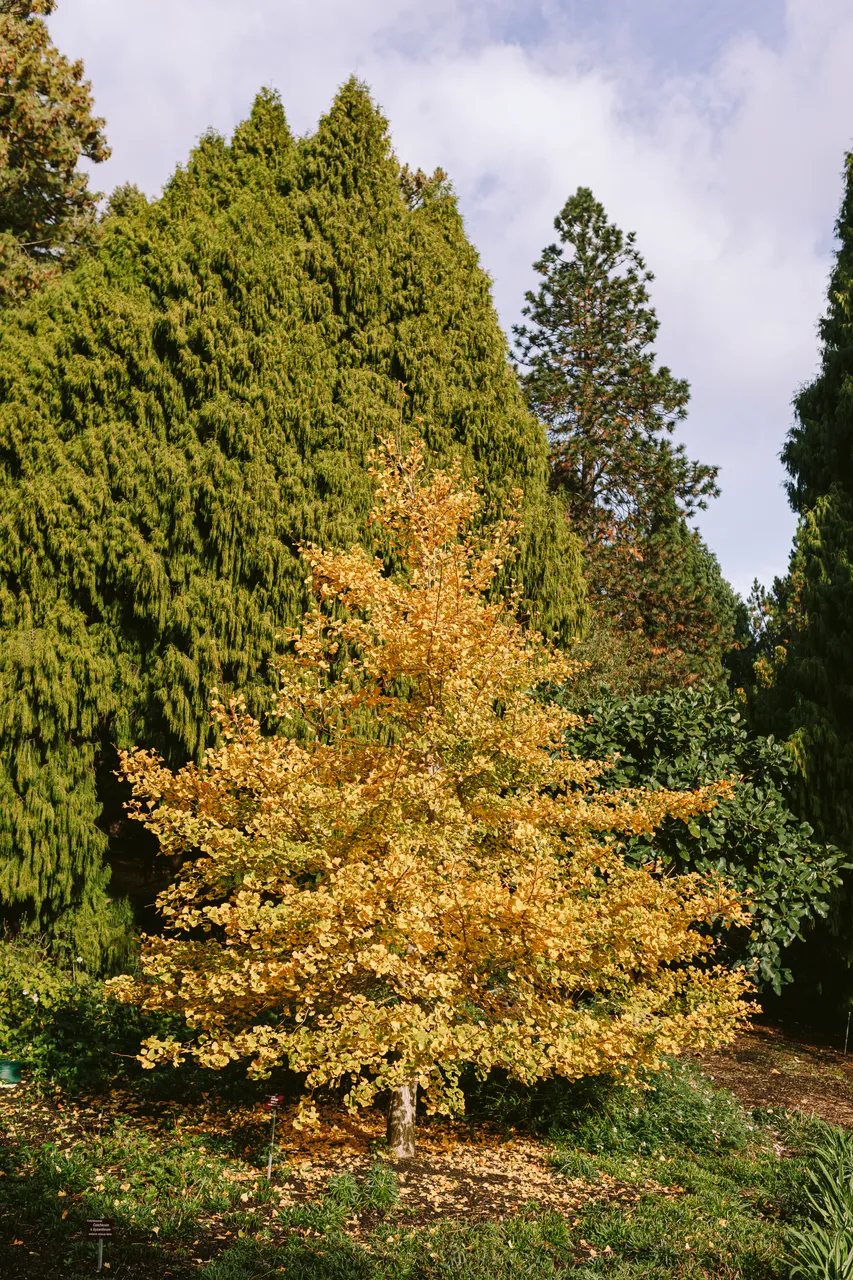 Trees at the Royal Tasmanian Botanical Gardens