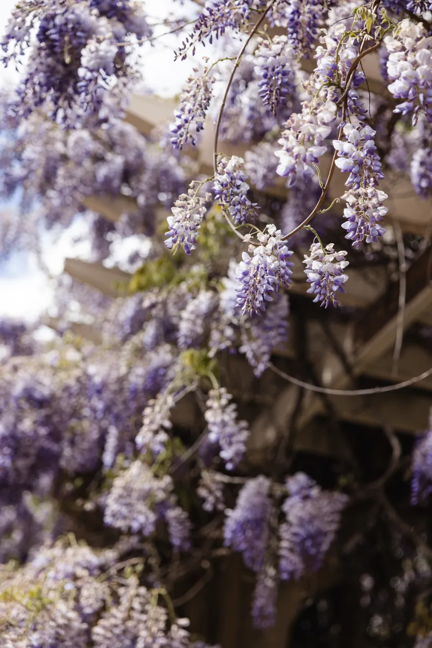 Wisteria in Bloom
