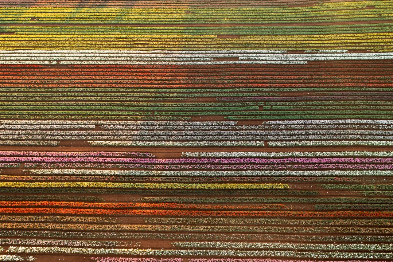Table Cape Tulip Farm