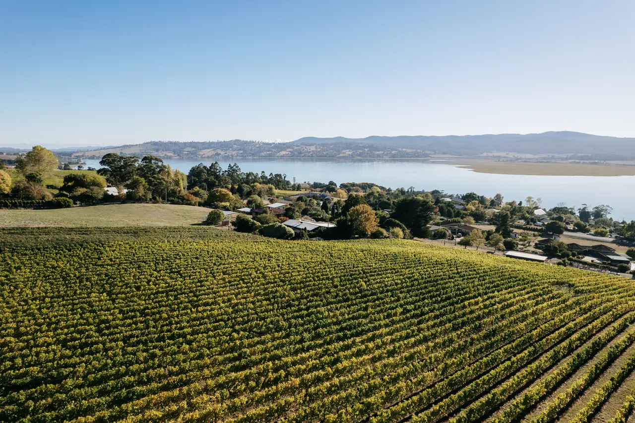 Vineyard at Utzinger Wines