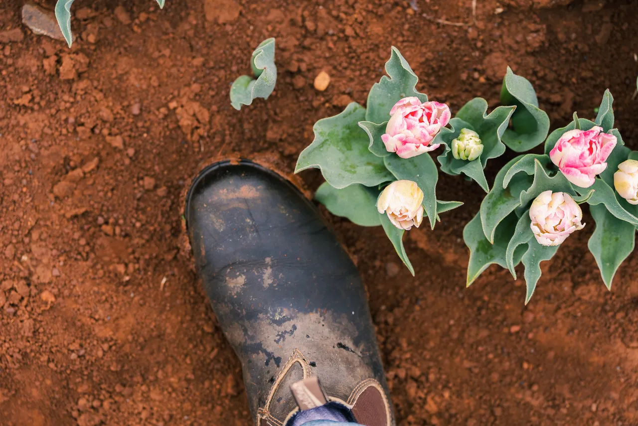 Blundstone Boot in Tulip Field