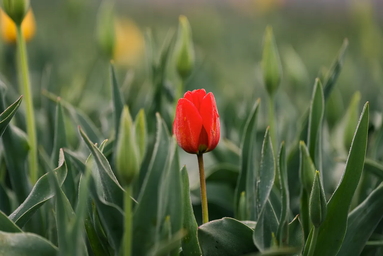 Tulip in Bloom