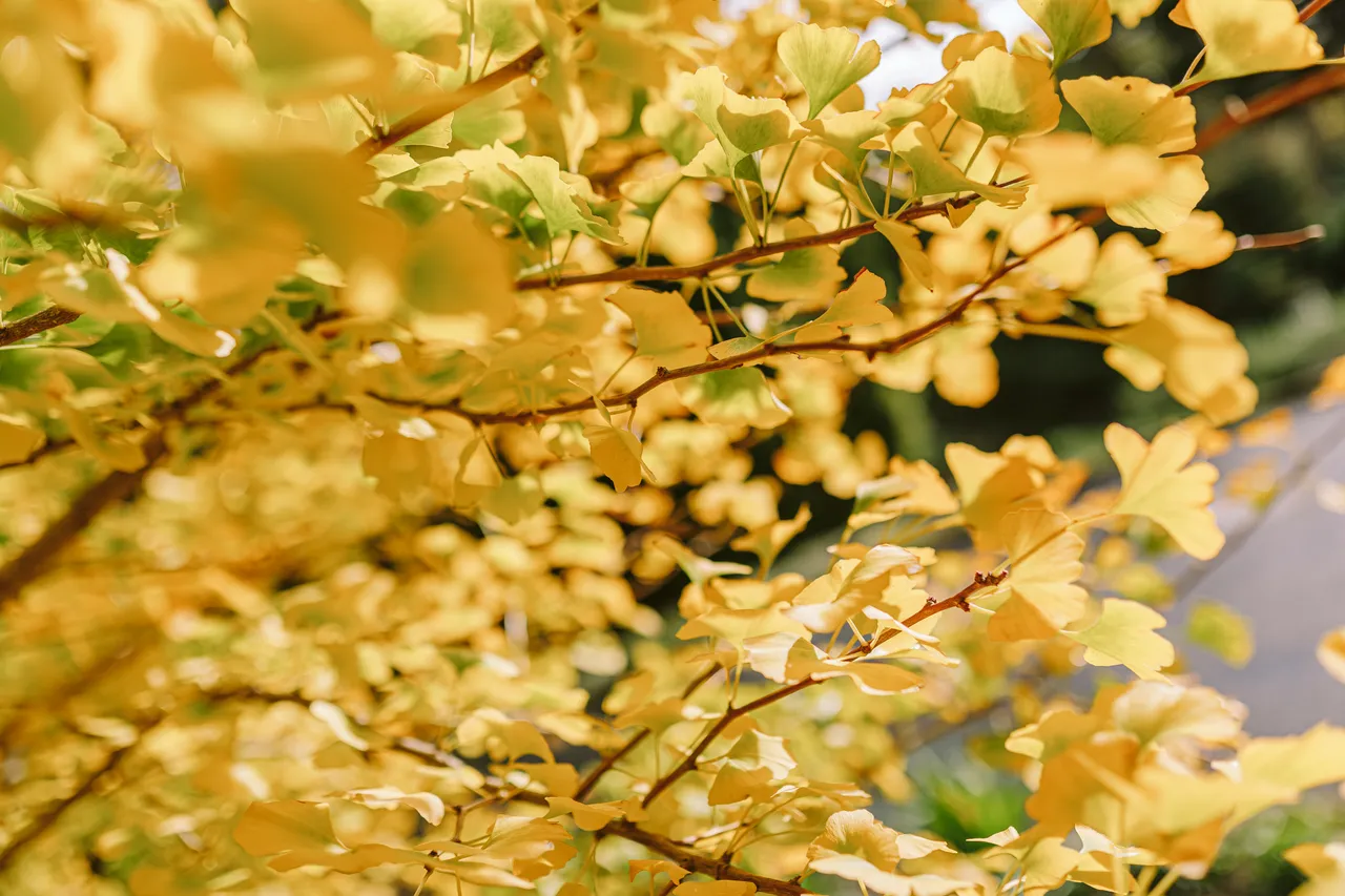 Leaves at the Royal Tasmanian Botanical Gardens