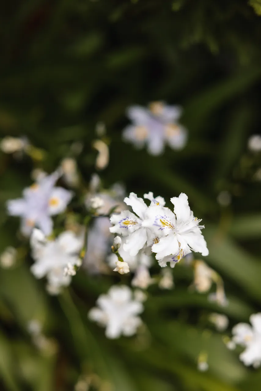 White Flowers in Bloom