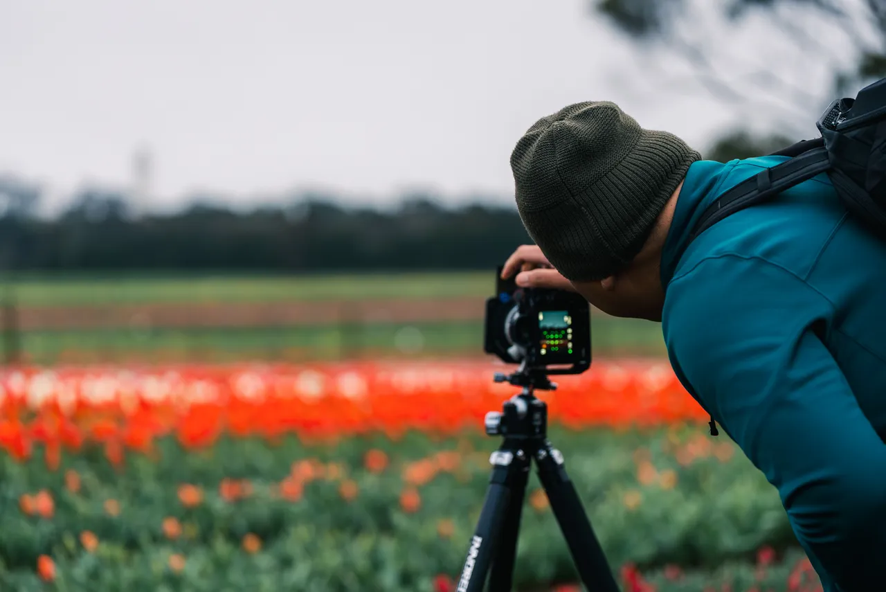 Taking Photos at Table Cape Tulip Farm
