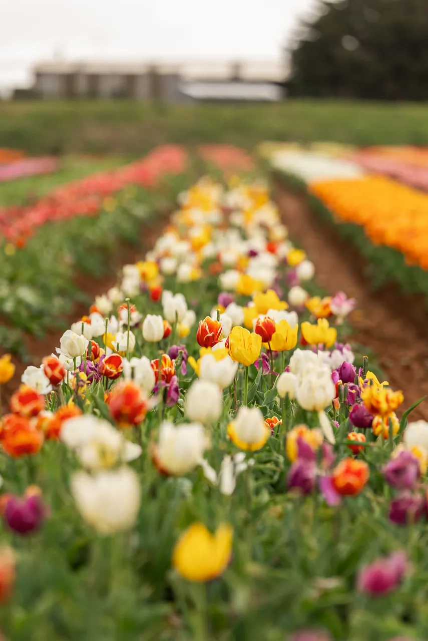 Table Cape Tulip Farm