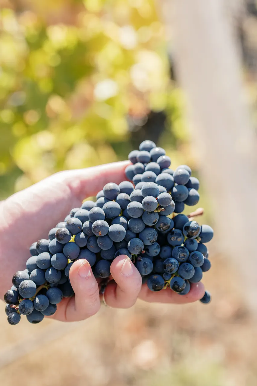 Pinot Noir Grapes at Evenfall Winery