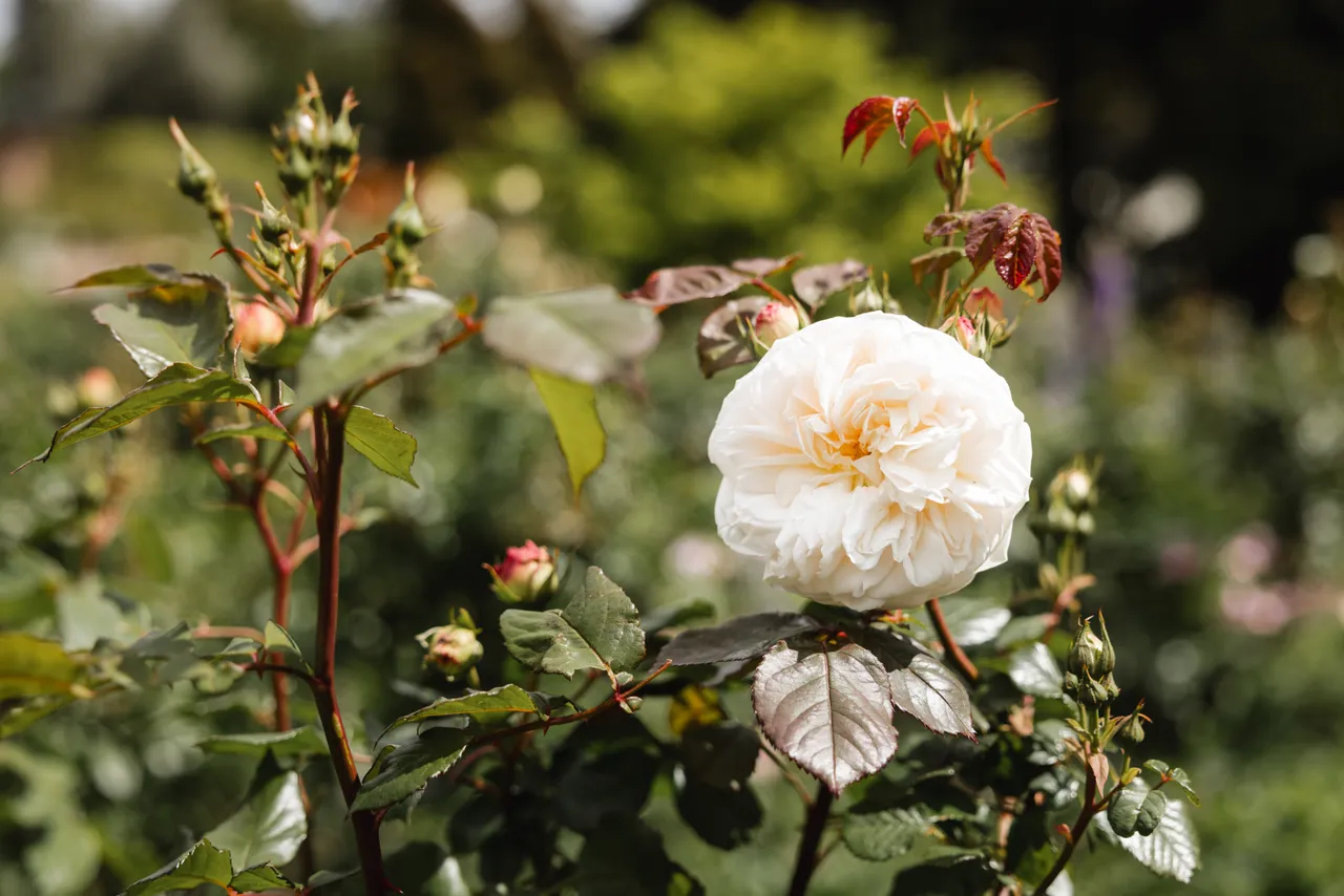 Rose at the Royal Tasmanian Botanical Gardens