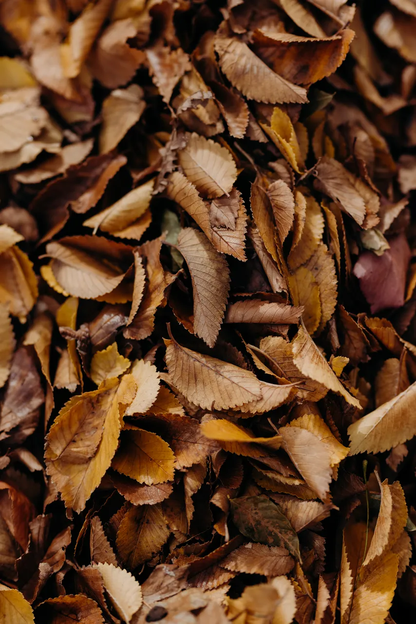 Autumn Leaves