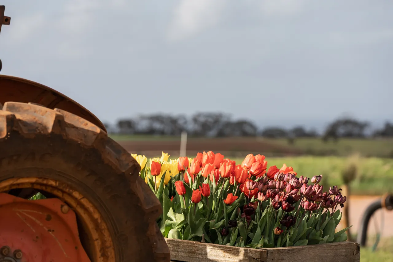 Tulips in a Planter Box