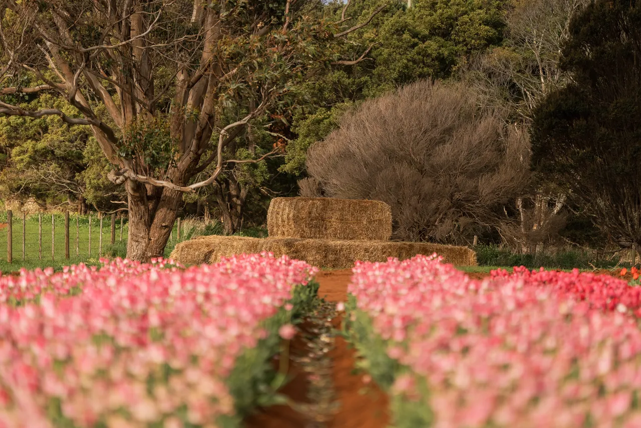 Table Cape Tulip Farm