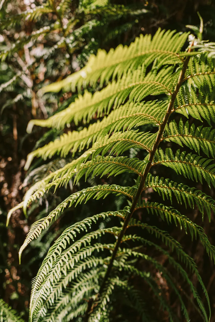 Fern Leaves