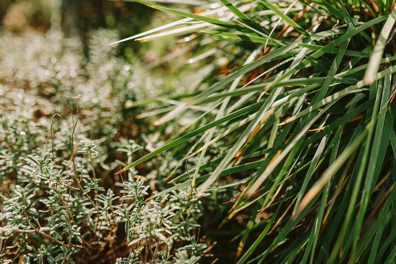 Plants at the Royal Tasmanian Botanical Gardens