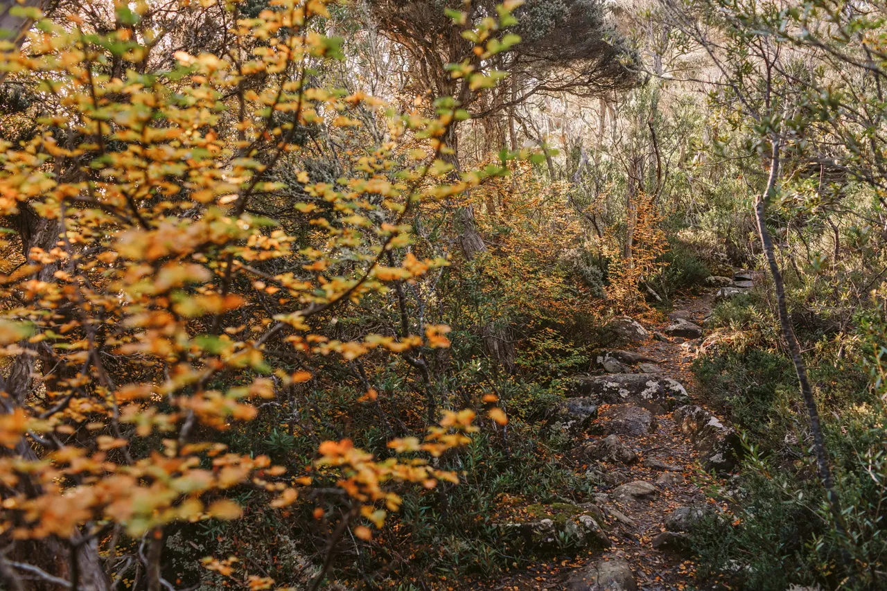 Walking Track with Fagus