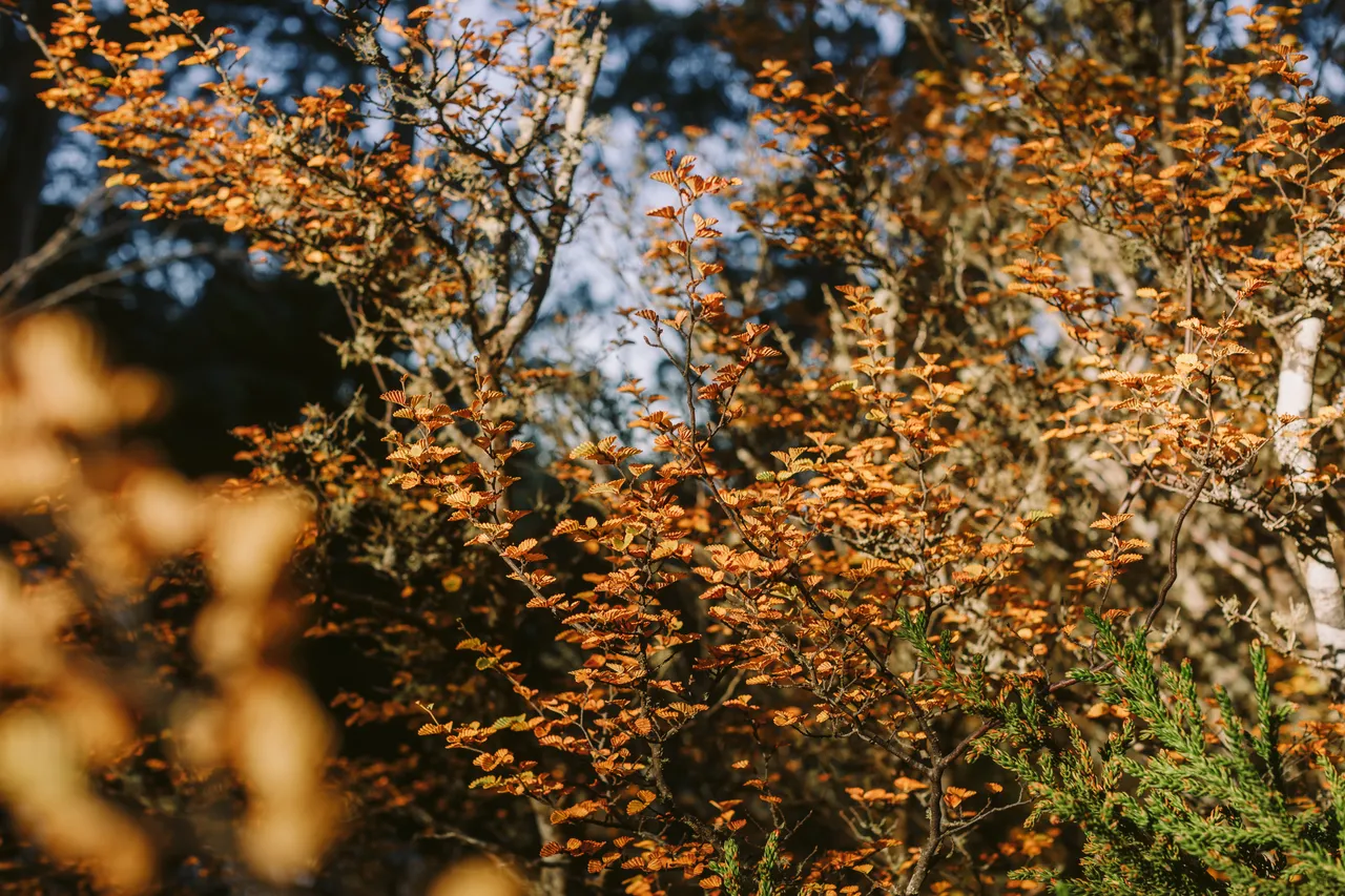Fagus at Mt Field National Park
