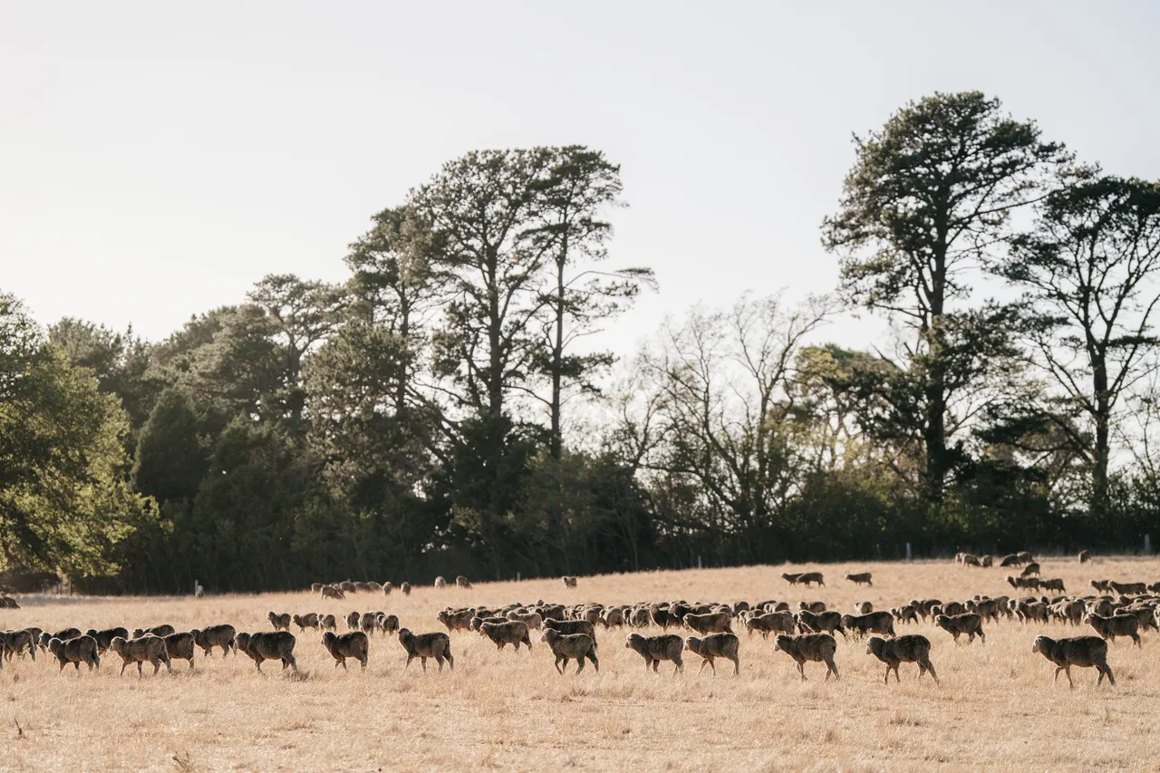 Sheep Paddock