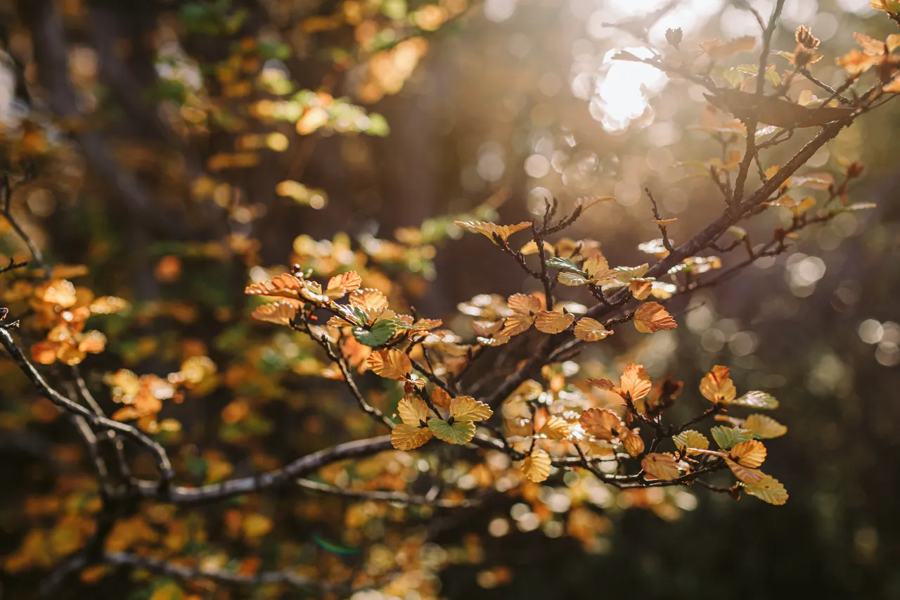 Mount Field Fagus