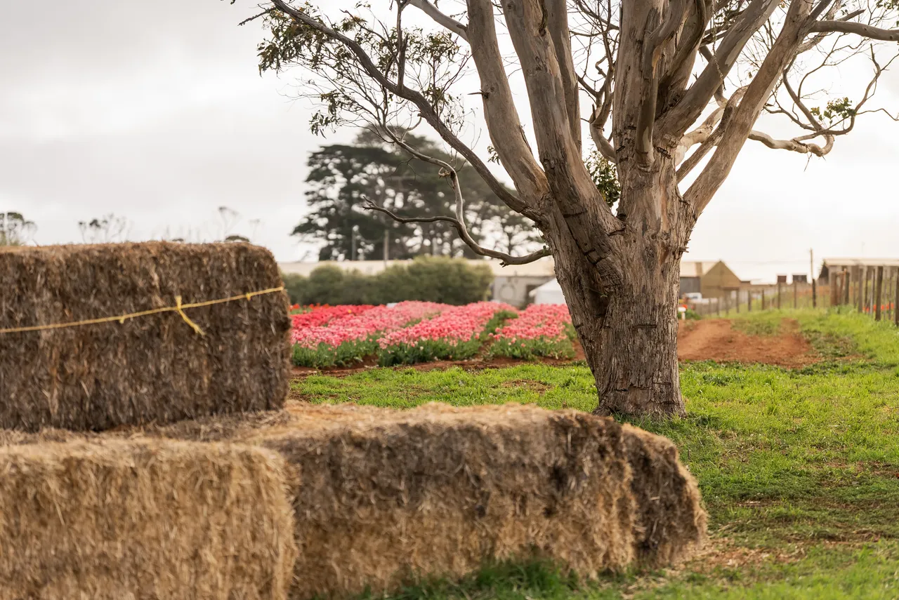 Table Cape Tulip Farm