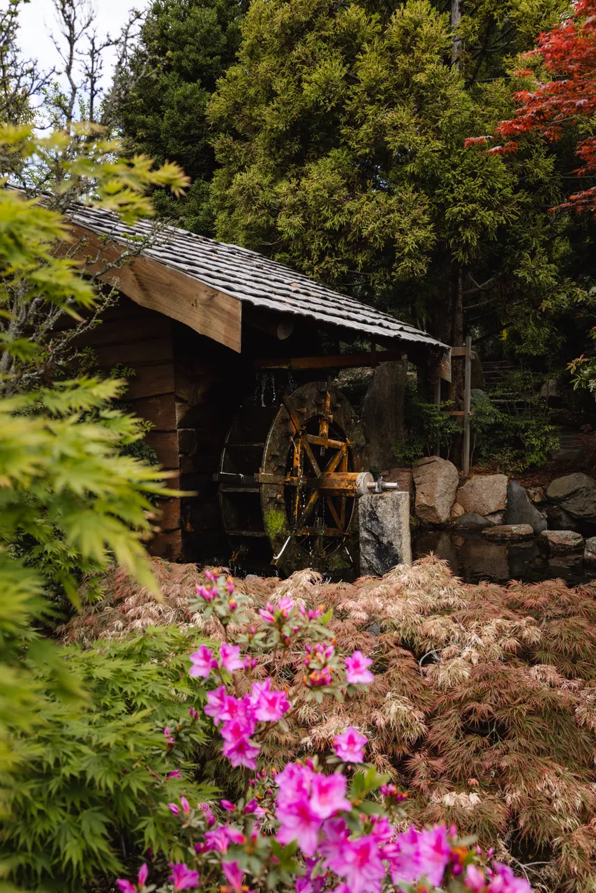 Japanese Garden at the Royal Tasmanian Botanical Gardens