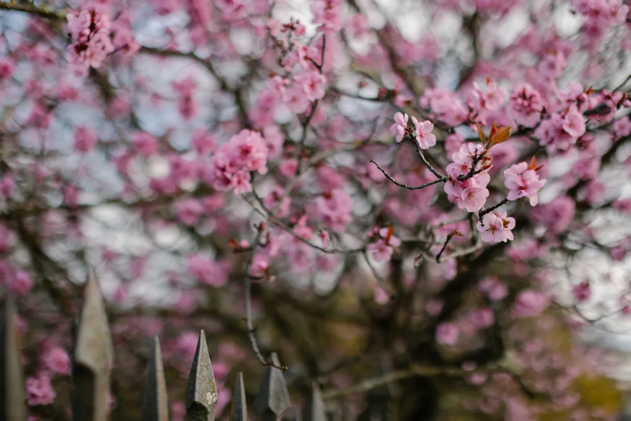 Pink Blossoms in Spring