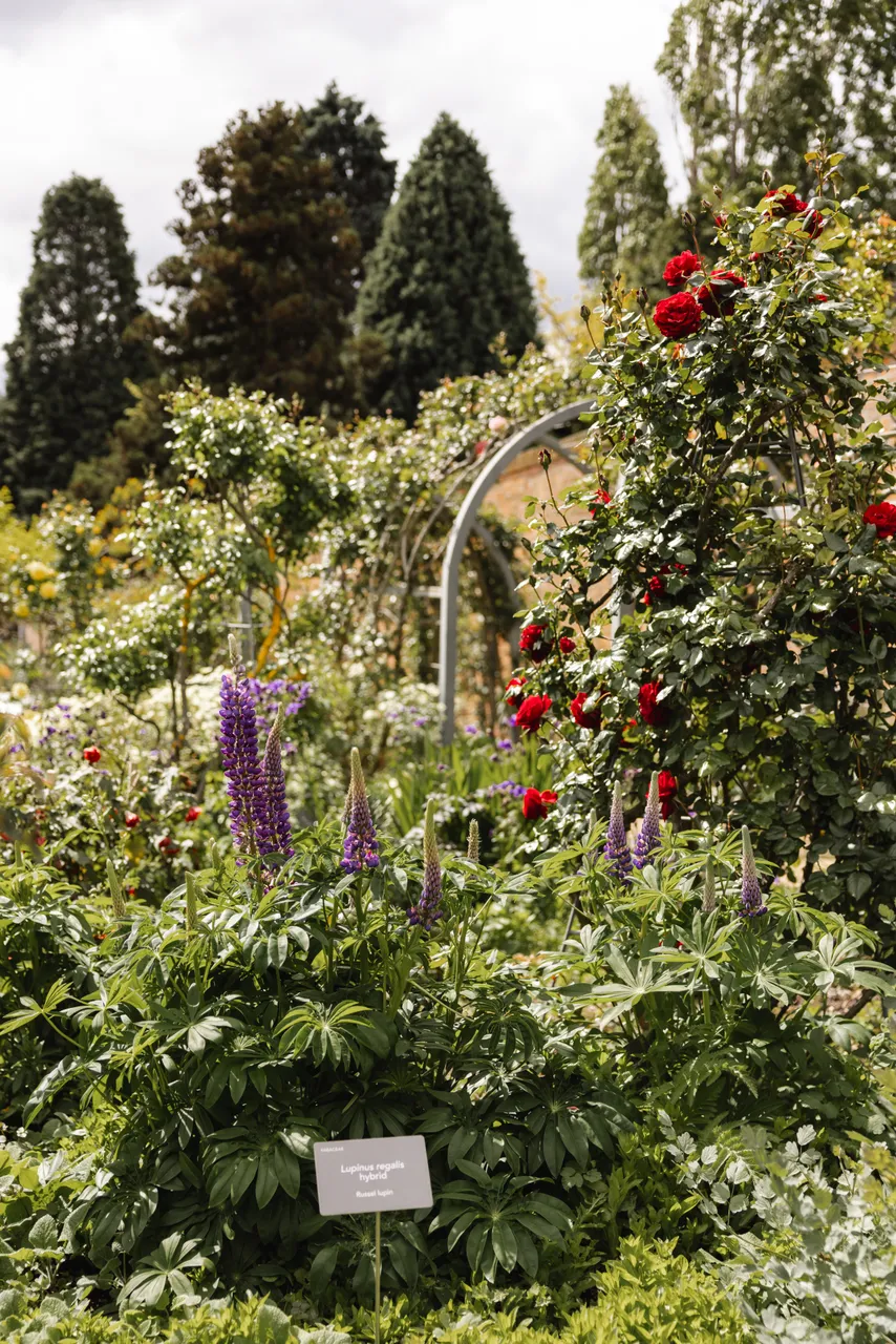 Flowers at the Royal Tasmanian Botanical Gardens