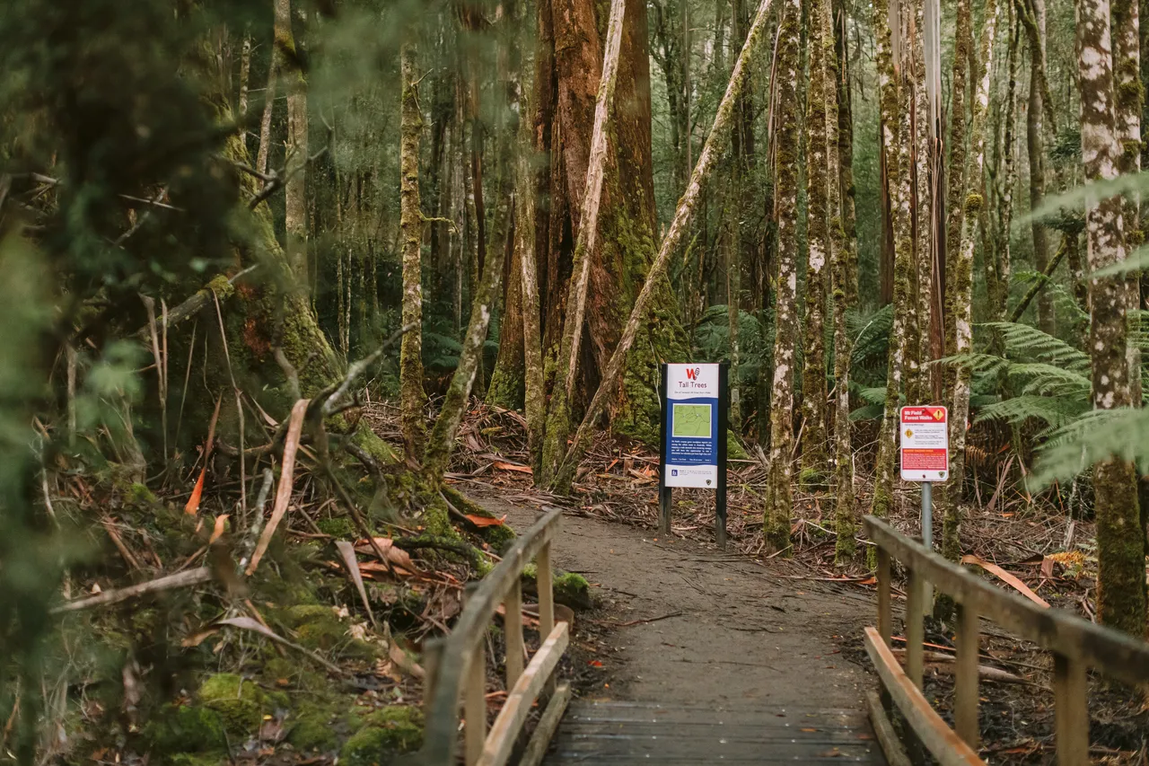 Mount Field Walking Track